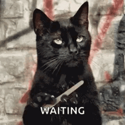 Funny Sassy Cat Waiting Hurry Up GIF