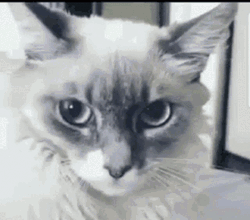 Funny Scared Cat Big Eyes Reaction  GIF