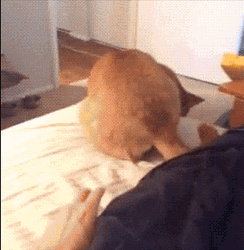 Funny Scared Dog Invisible  GIF