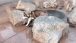 Funny Scared Dog Playing Around GIF