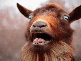 Funny Screaming Goat Faces Collection GIF