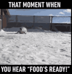 Funny Sea Lion Bounce
