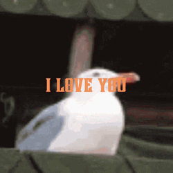 Funny Seagull Meme Screaming I Love You GIF