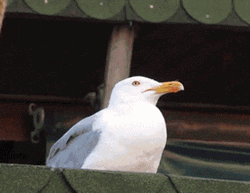 Funny Seagull Screaming Loud Meme GIF