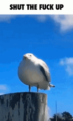 Funny Seagull Screaming Shut The Fuck Up Meme GIF