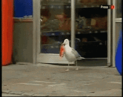 Funny Seagull Stealing Snack From Store GIF