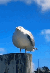 Funny Seagull Wide Open Mouth Screaming GIF