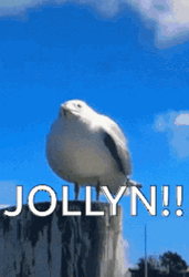 Funny Seagulls Scream Calling Jollyn  GIF