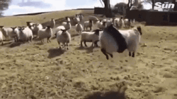 Funny Sheep Swinging GIF | GIFDB.com