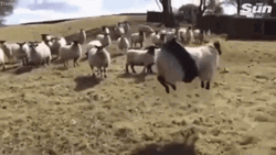 Funny Sheep Swinging GIF