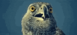 Funny Shocked Hawk GIF