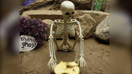 Funny Skeleton Things Coming Out Of Pelvis GIF