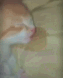 Funny Sleeping Ginger Cat Drooling Meme GIF