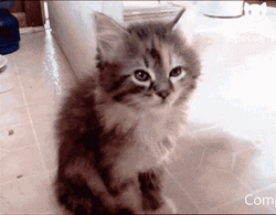 Funny Sleepy Cat Falling Down GIF