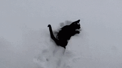 Funny Snow Cat Playing GIF
