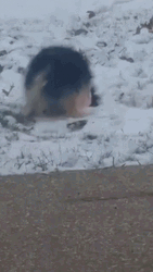 Funny Snow Dog Wagging GIF