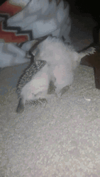Funny Stretched Hedgehog GIF