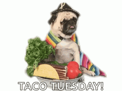 Funny Taco Tuesday Dog Eating GIF