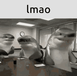 Funny Talking Dolphins Lmao GIF