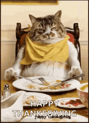 Funny Thanksgiving Sitting And Eating Cat GIF