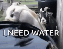 Funny Thirsty Goat Needs Water GIF