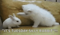 Funny Tuesday Cat Beating Rabbit  GIF