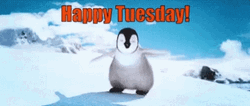 Funny Tuesday Penguin Dance GIF