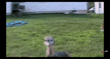Funny Turkey Chasing The Camera GIF