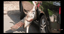 Funny Turkey Confused With Reflection GIF