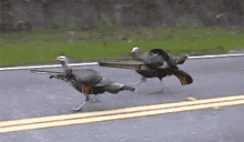 Funny Turkeys Running With Weapons GIF