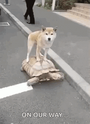 Funny Turtle With Dog Moving GIF