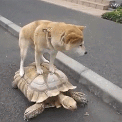 Funny Turtle With Shiba Inu Riding GIF