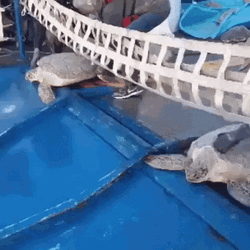 Funny Turtles Slipping In Waterslide GIF