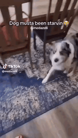 Funny Twerking Dog  GIF