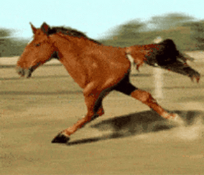 Funny Two Legged Horse Moving GIF