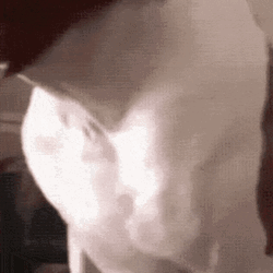 Funny Ugly Dog Mask GIF