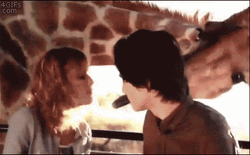 Funny Valentine Day Couple Kiss Prohibited By Giraffe GIF