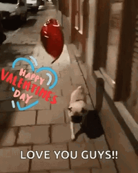 Funny Valentines Pug With Heart Balloon