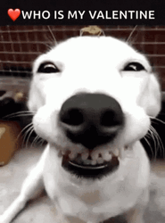 Funny Valentines Smiling Dog