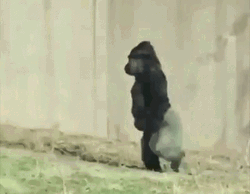 Funny Walking Gorilla