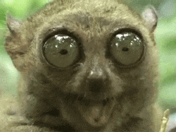 Funny Watery Eyeball Animal GIF