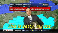 Funny Weatherman Interrupted By Cat GIF