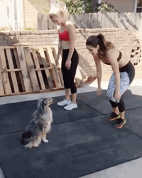 Funny Workout Adorable Dog Exercise Together GIF