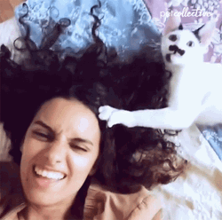 Furmom Getting Head Scratch Naughty Cat GIF