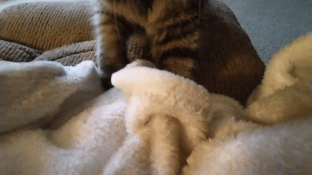 Furry Adorable Cat Making Biscuits GIF