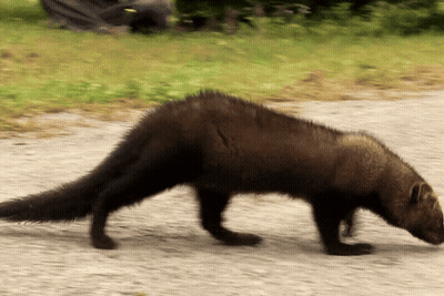 Furry Animal With Long Tail Walking On Gravel Road GIF