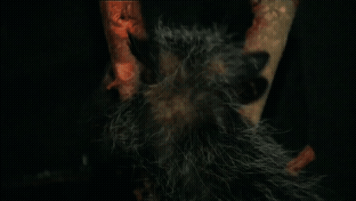 Furry Animal With Red Eyes Hanging GIF
