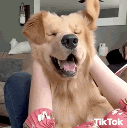 Furry Dog Slow Motion  GIF