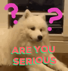Furry Samoyed Confused GIF