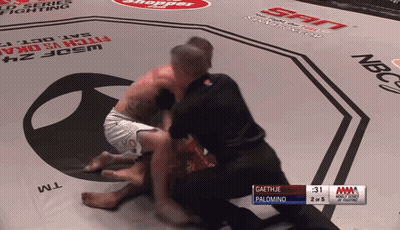 Gaethje Palomino On The Ground GIF